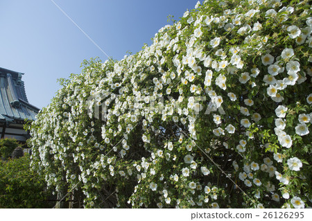 Rosa laevigata Rosa laevigata 26126295