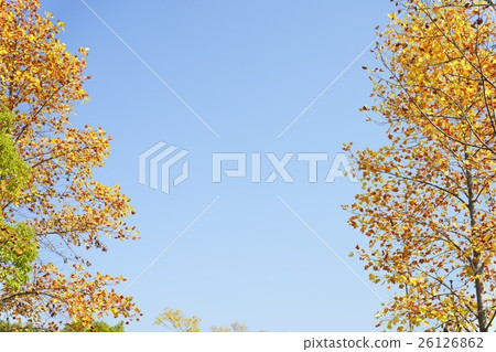 Look up the trees of autumn leaves Look up the trees of autumn leaves 26126862