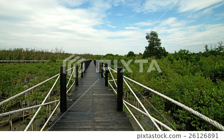 wooden bridge walkway into mangrove forest 26126891