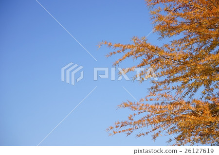 Autumn leaves / Larries 2 Autumn leaves / Larries 2 26127619