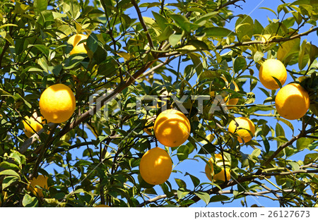 Karin (Karasumi) 26127673