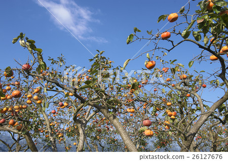 Persimmon's fruit landscape Persimmon's fruit landscape 26127676