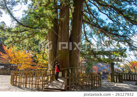 一個女人抬頭看長野Togakushi神社的樹 一個女人抬頭看長野Togakushi神社的樹 26127932