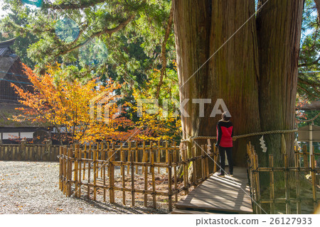 一個女人抬頭看長野Togakushi神社的樹 一個女人抬頭看長野Togakushi神社的樹 26127933