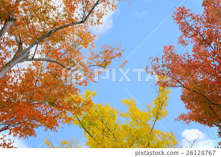 Look up to autumn / autumn leaves 26128767