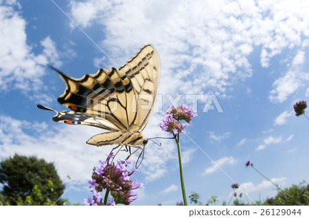 一隻鵪鶉 26129044