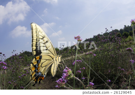 一隻鵪鶉 26129045