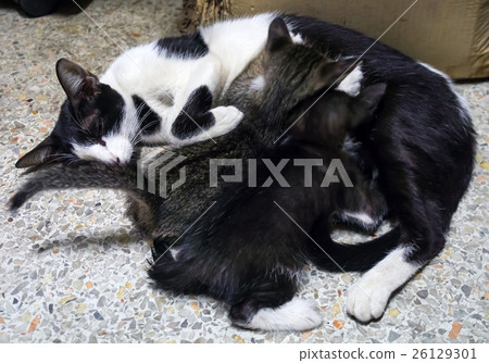 Breast feeding of cat Breast feeding of cat 26129301