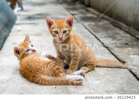 Two cute kittens at home backyard 26129425