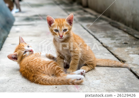 Two cute kittens at home backyard 26129426