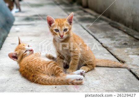 Two cute kittens at home backyard 26129427
