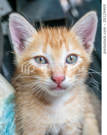 Cute kitten at home backyard 26129469