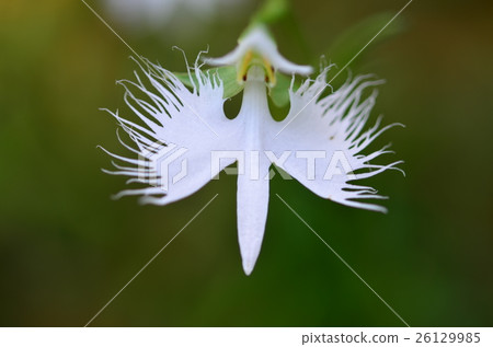 蘭科 蘭科 26129985