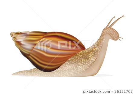 snail on a white background - Stock Illustration [26131762] - PIXTA