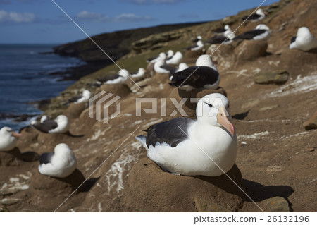 Black-browed Albatross (Thalassarche melanophrys)  26132196
