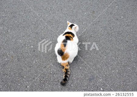 Mikuri cat's back 26132555