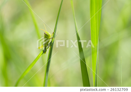 巴坦加粳稻 26132709