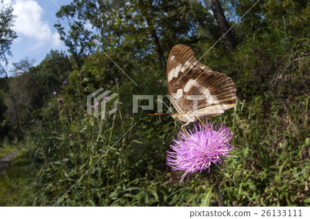 Female Growth Hormone 26133111