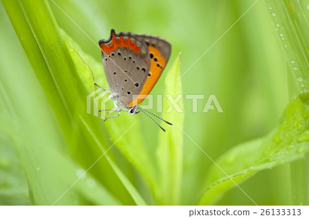 Lycaena phlaeas 26133313