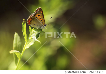 Lycaena phlaeas 26133315