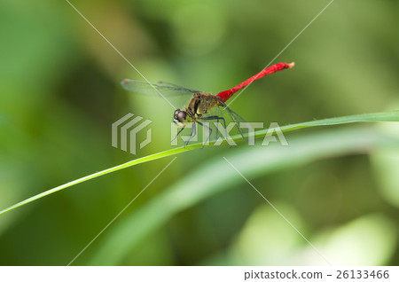 Mayutateakane Mayutateakane 26133466