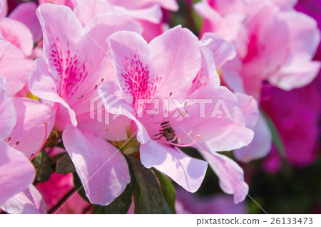蜂蜜 蜂蜜 26133473