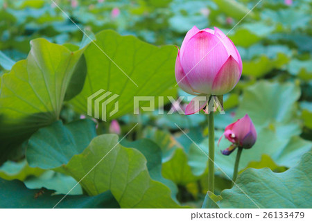 蓮花 26133479