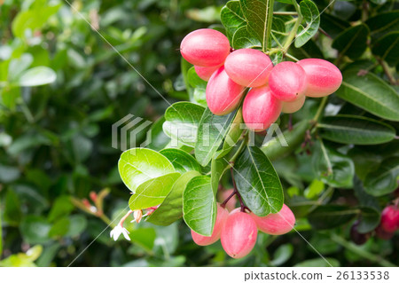 Karanda or Carunda background 26133538