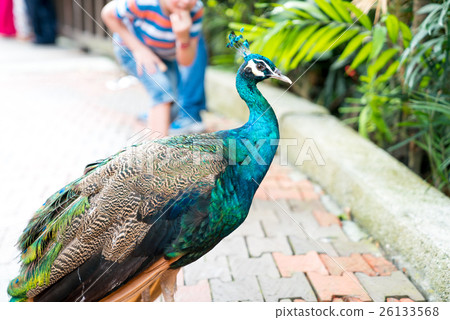 图库照片 indian blue peacock peafowl(pavo cristatus.