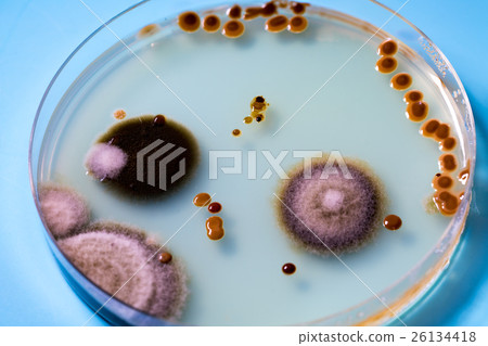 Bacteria colonies on petri dishes 26134418