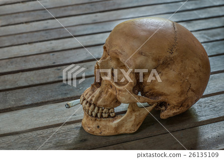 human skull side view with cigarette human skull side view with cigarette 26135109
