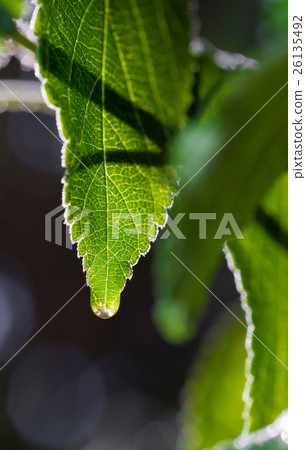 texture of the leaves texture of the leaves 26135492