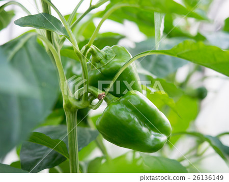 Green pepper tree 26136149