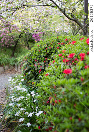 Umeya Shrine Shinjyo，春天的競爭花。 Yaezakura和Kirishima Azalea的聯合主演 26136372