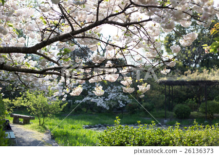 Yuraakura的Umenya Taisha Shosudai Pond 26136373