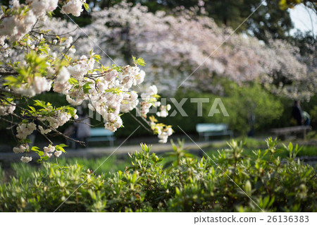 Umehimi Taisha Shosudai Pond，Yakusoku櫻花盛開 26136383