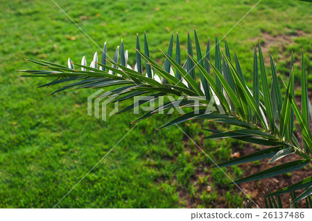 beautiful palm branch on a background of green beautiful palm branch on a background of green 26137486