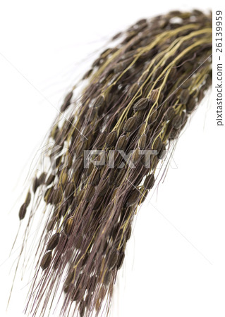 Black rice earrings Ancient rice 26139959