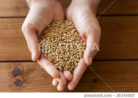 male farmers hands holding malt or cereal grains male farmers hands holding malt or cereal grains 26143083