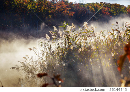 Autumn mist in a rainforest 26144543