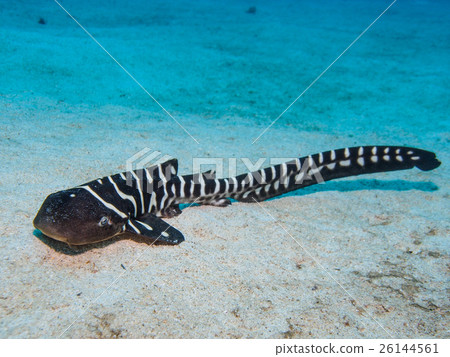 Trough shark's juvenile fish 26144561