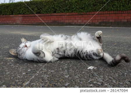 Nora cat Nora cat 26147094