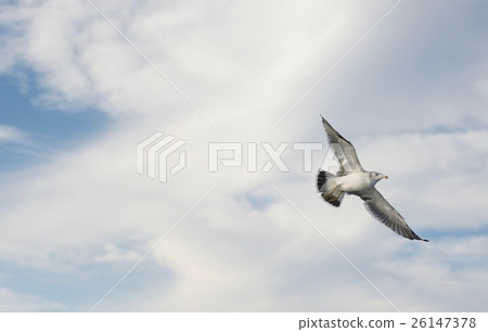 Seagull Seagull 26147378