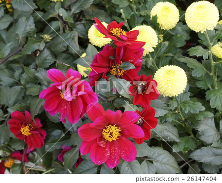 Dalia chrysanthemum 26147404