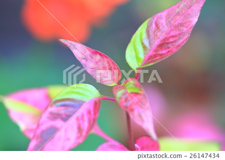 Ireshine Ireshine 26147434