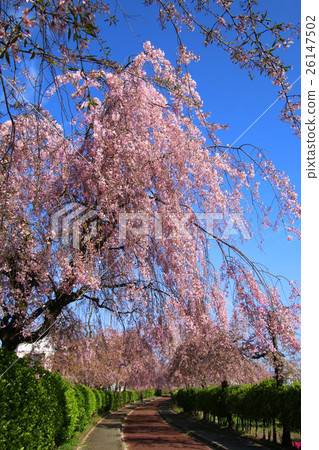 日中雷紀念自行車步行道的死水櫻花 26147502