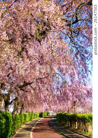 日中雷紀念自行車步行道的死水櫻花 26147503