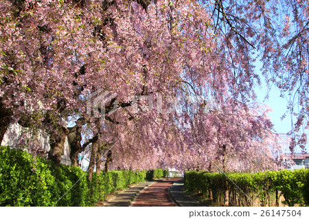 日中雷紀念自行車步行道的死水櫻花 26147504