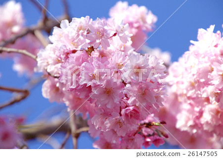 Deadwater cherry blossoms of the Japan-China Ray Commemorative Bicycle Pedestrian way Deadwater cherry blossoms of the Japan-China Ray Commemorative Bicycle Pedestrian way 26147505