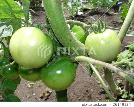 Green tomato and stem 26149124